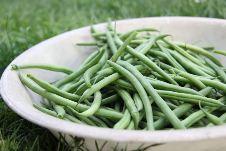 Bienfaits du haricot vert