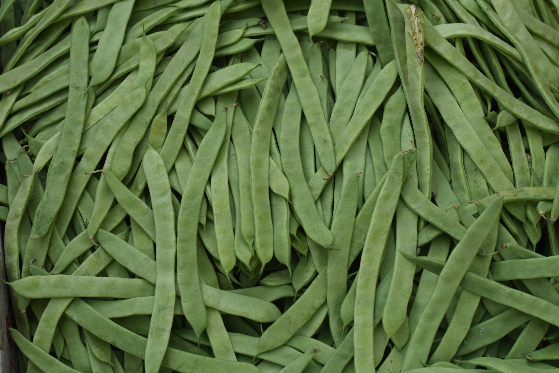 Les bienfaits du haricot vert : un legume minceur et sante